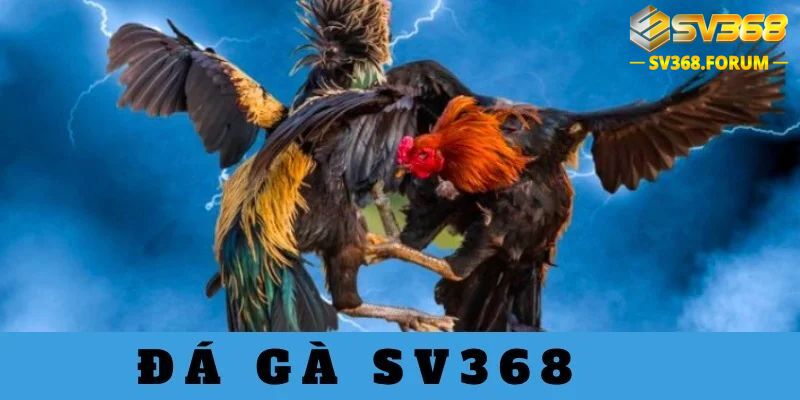 Khái quát về đá gà Sv368