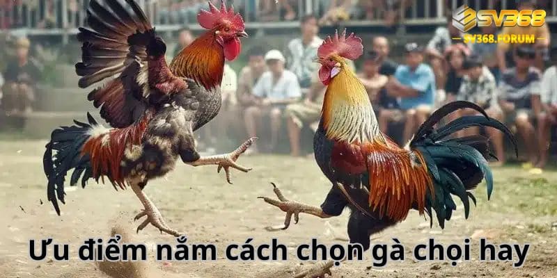 Biết cách chọn gà chọi mang lại lợi ích gì?