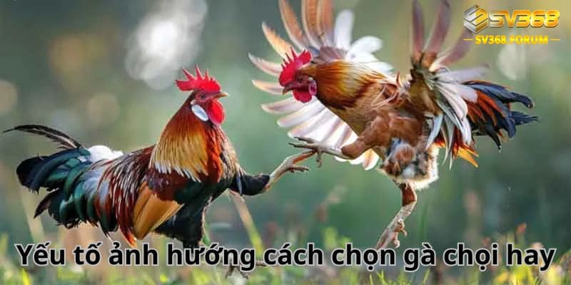 Yếu tố ảnh hưởng cách chọn gà chọi hay